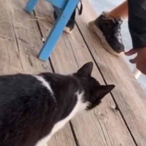 Στιγμιότυπο από βίντεο όπου ο άνδρας κλοτσά τη γάτα σε ψαροταβέρνα στην Αιδηψό