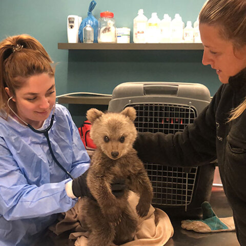 Ο Θωμάς, το αρκουδάκι «survivor» στη Φλώρινα, δέχεται τη φροντίδα από τον Αρκτούρο