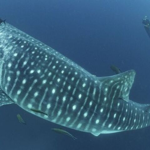 Λύνοντας το μυστήριο του μεγαλειώδους φαλαινοκαρχαρία