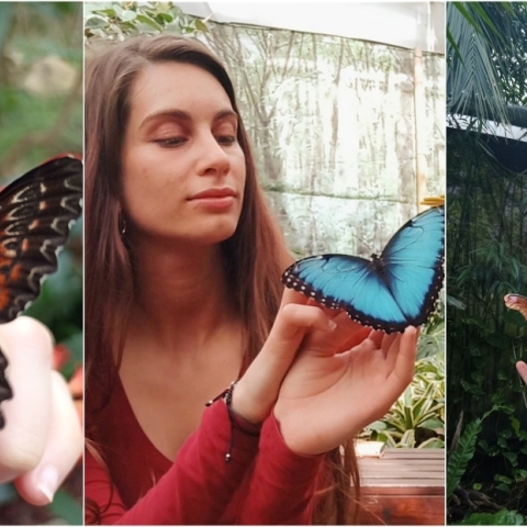 Ελένη Τοβλετιάν