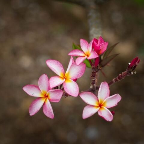 Ανδρόνικος και Ανδρονίκη γιορτάζουν σήμερα 17 Μαΐου