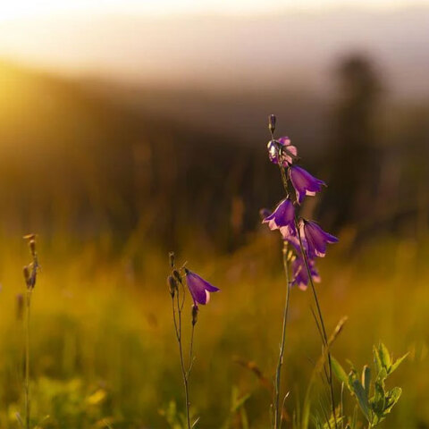 Ο καιρός σήμερα Τρίτη 17 Μαΐου 2022 αναμένεται γενικά αίθριος, σύμφωνα με την ΕΜΥ