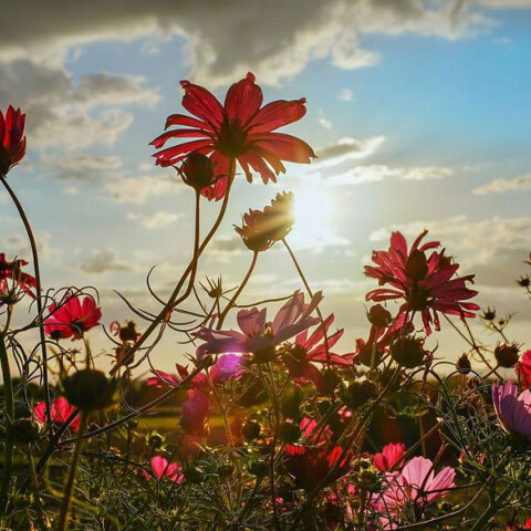 Λιβάδι με λουλούδια