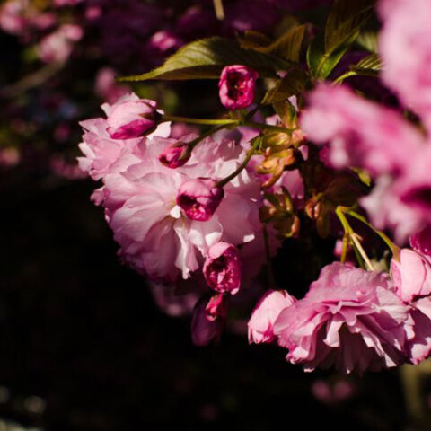 Σύμφωνα με το εορτολόγιο σήμερα 18 Μαΐου γιορτάζουν ο Ιούλιος και η Ιουλία μεταξύ άλλων