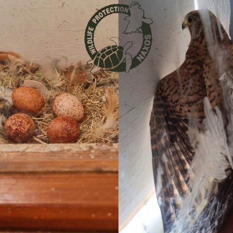 Γεράκι κλωσά τα αυγά του σε κλειστό παράθυρο δωματίου ξενοδοχείου στη Νάξο