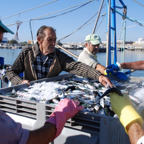 Ξαναγύρισαν οι σαρδέλες στην Πορτογαλία