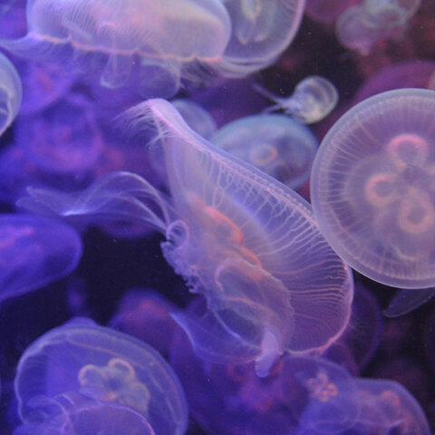 Μωβ μέδουσα: Έξαρση στις ελληνικές θάλασσες το καλοκαίρι