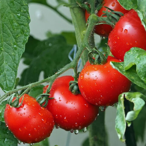 Ντομάτες με περισσότερη βιταμίνη D δημιούργησαν επιστήμονες στα εργαστήρια