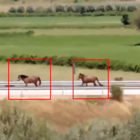 Τα δύο άγρια άλογα στην Ιονία Οδό