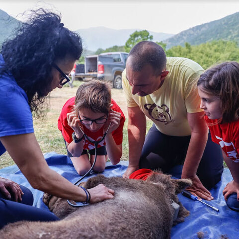 Παιδί ακούει με στηθοσκόπιο την καρδιά της αρκούδας στο βιωματικό σεμινάριο του Αρκτούρου