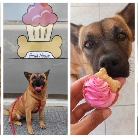 Η Ειρήνη, η Ema και οι σκυλολιχουδιές