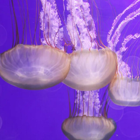 Προβληματισμός για τις μωβ μέδουσες στο Ιόνιο Πέλαγος