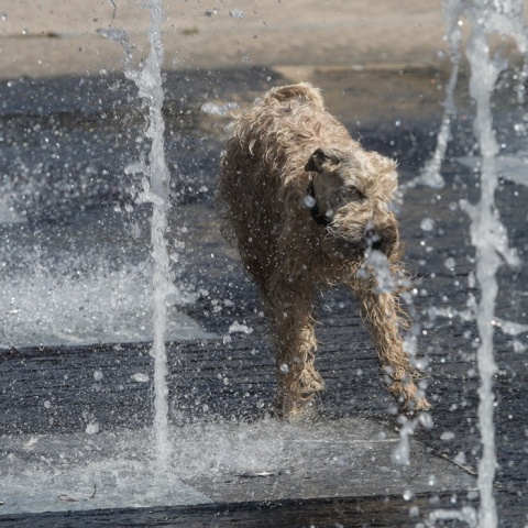 Καιρός: Σκύλος δροσίζεται σε σιντριβάνι όσο υπάρχουν υψηλές θερμοκρασίες