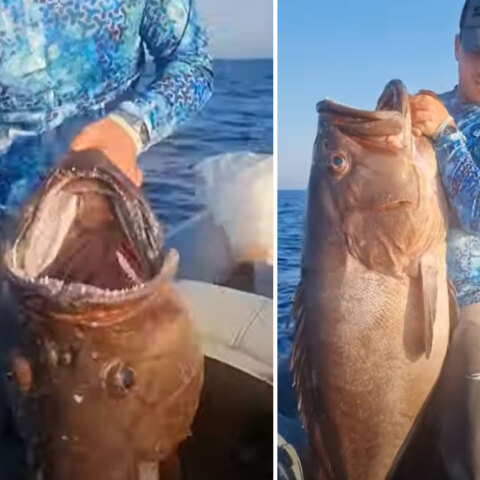 Το ψάρι γίγας που έπιασαν ψαράδες στα Χανιά