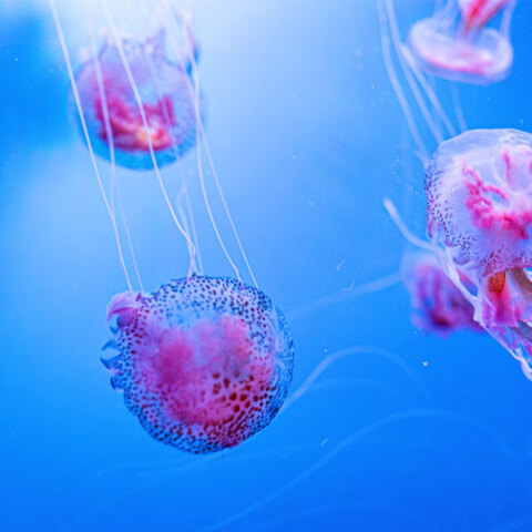 Οι μωβ μέδουσες κατακλύζουν τις ελληνικές θάλασσες λίγο πριν το καλοκαίρι