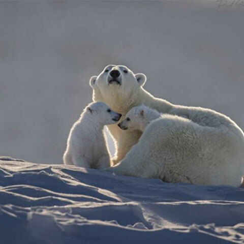Μαμά πολική αρκούδα στον Καναδά με τα δύο αρκουδάκια της