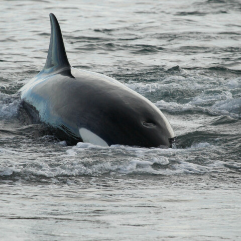 Επιχείρηση διάσωσης όρκας στον ποταμό Σηκουάνα - Δείτε βίντεο  