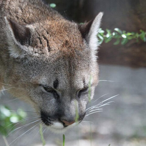 Στο νοσοκομείο κοριτσάκι που δέχτηκε επίθεση από Πούμα στην Ουάσινγκτον των ΗΠΑ