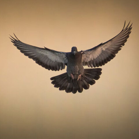Του Αγίου Πνεύματος είναι τη Δευτέρα 13 Ιουνίου 2022