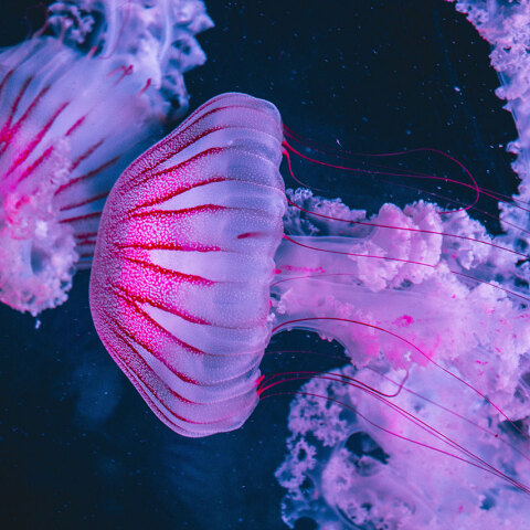 Μωβ μέδουσα