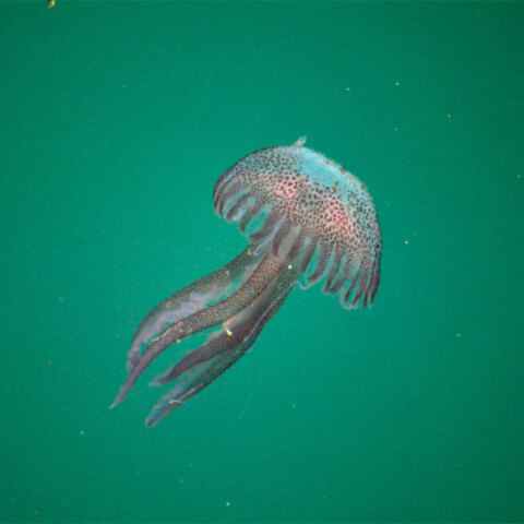 Η μωβ μέδουσα εμφανίζεται σε ολοένα και περισσότερες παραλίες στην Ελλάδα