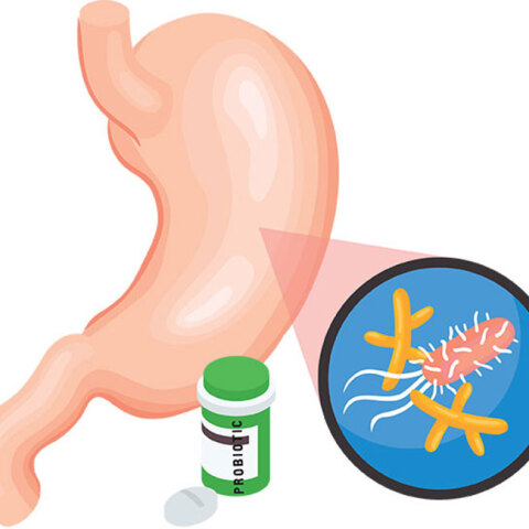 Εικονογράφηση που δείχνει το όργανο του σώματος στομάχι