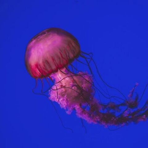 Μωβ μέδουσα