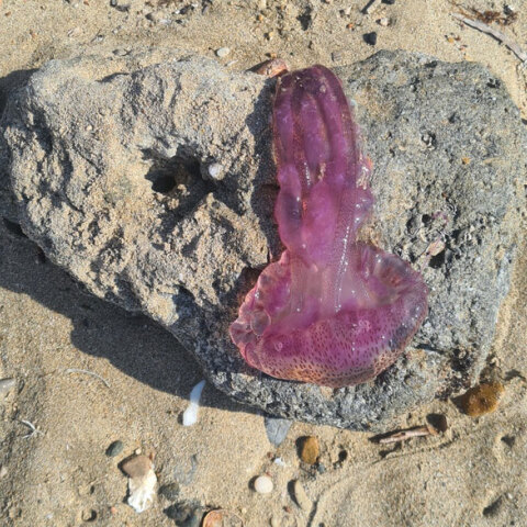 Μωβ μέδουσα στην παραλία 2η Αγίου Κοσμά στην Αττική την Κυριακή 5 Ιουνίου 2022