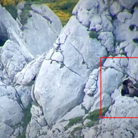 Η θηλυκή αρκούδα στην Ισπανία παλεύει να σώσει το μικρό της αρκουδάκι