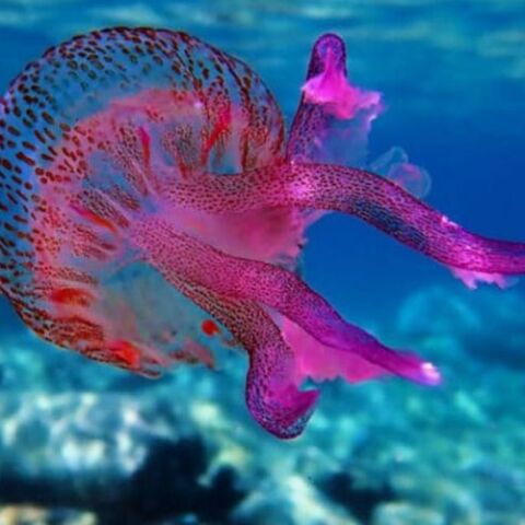 Μωβ μέδουσα