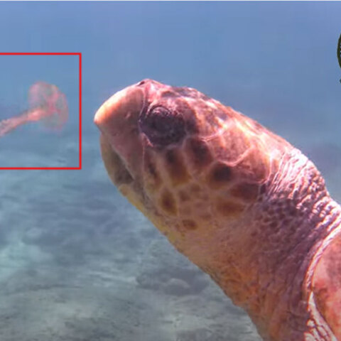 Θαλάσσια χελώνα στη Νάξο ετοιμάζεται να φάει μέδουσα