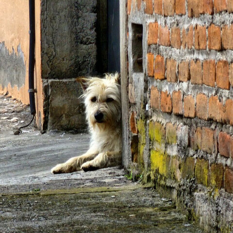 Ειδική γραμματεία για τα ζώα συντροφιάς συγκροτείται στην Ελλάδα