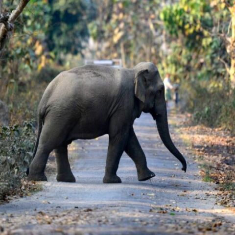 ΗΠΑ: Ο Χάπι ο ελέφαντας δεν έχει τα ίδια δικαιώματα με τους ανθρώπους και θα παραμείνει σε ζωολογικό κήπο, έκρινε το Ανώτατο Δικαστήριο της Νέας Υόρκης	