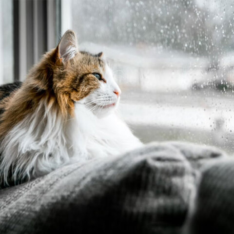 Βροχερός ο καιρός αύριο Τετάρτη (15/6), σύμφωνα με την πρόγνωση του meteo