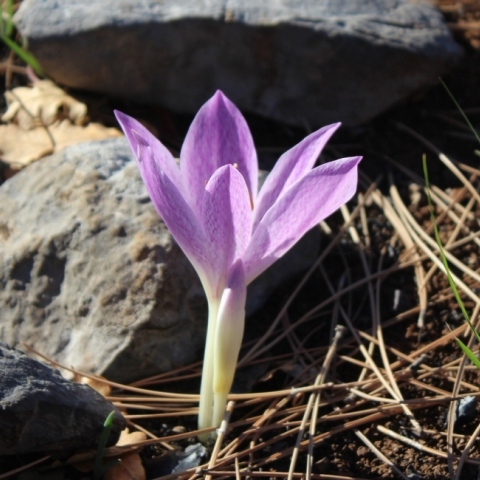 Βόρεια Εύβοια