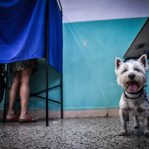 Σκύλος σε εκλογικό κέντρο στο οποίο ψηφοφόρος βρίσκεται μέσα σε παραβάν
