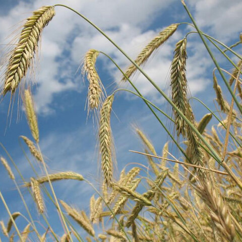 Ο πόλεμος στην Ουκρανία πυροδότησε παγκόσμια επισιτιστική κρίση