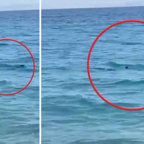 Καλαμάτα: Εμφανίστηκε καρχαριοειδές σε παραλία