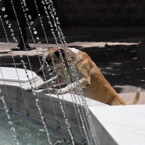 Καύσωνας: Σκύλος έχει ανέβει σε σιντριβάνι που ρίχνει νερό