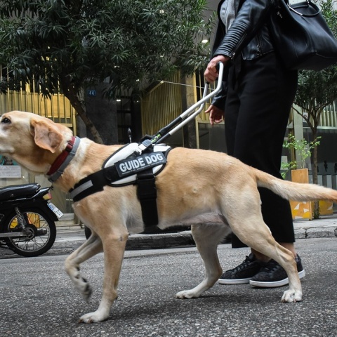 Σκύλος οδηγός κατευθύνει τυφλή κοπέλα