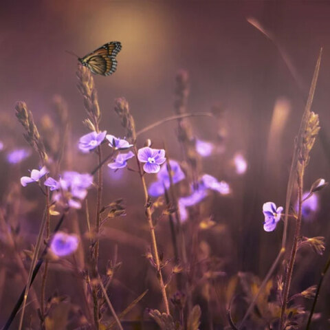 Ο καιρός αύριο Σάββατο (25/6) έχει νεφώσεις σε περιοχές της χώρας