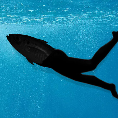 Οι «λεσεψιανοί μετανάστες» πολλαπλασιάζονται στις ελληνικές θάλασσες