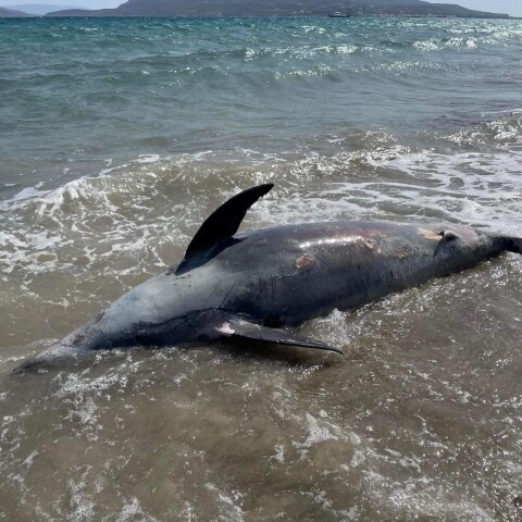 Λακωνία: Δελφίνι ξεβράστηκε νεκρό σε παραλία της Νεάπολης (ΦΩΤΟ)