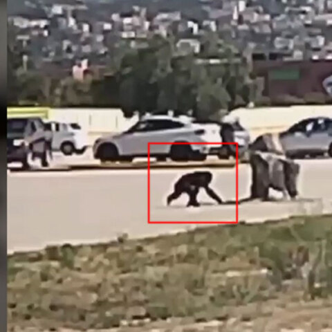 Ο χιμπατζής έξω από το Αττικό Ζωολογικό Πάρκο λίγο πριν τον πυροβολήσει και σκοτώσει ο φροντιστής