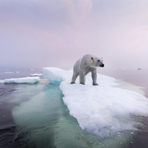 Πολική αρκούδα σε παγόβουνο