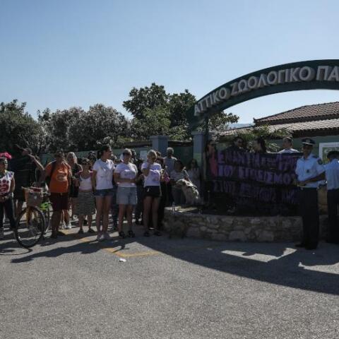 Θανάτωση χιμπατζή: Ελεγκτές στο Αττικό Πάρκο – Αναγκαία διαδικασία και όχι δολοφονία, λέει ο Λεσουάρ στον ΣΚΑΪ