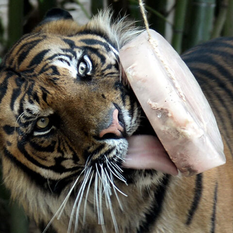 Τίγρης γλείφει τον πάγο με το κρέας στον Ζωολογικό Κήπο της Ρώμης, καθώς ο καύσωνας επιμένει