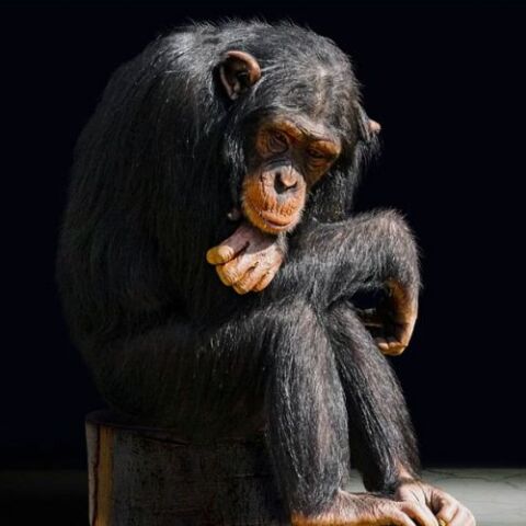 chimpanzee-attiko-zvologiko-parko.jpg