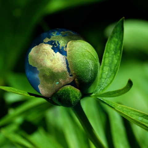 Πράσινο λουλούδι στο οποίο φαίνεται η υδρόγειος
