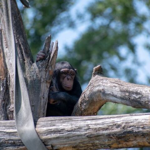 Αττικό ζωολογικό πάρκο: Ο Κούγιας αναλαμβάνει φιλοζωική για τη θανάτωση του χιμπατζή